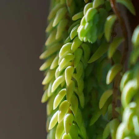 Guestready - A Homely Retreat In Sao Martinho Funchal (Madeira)