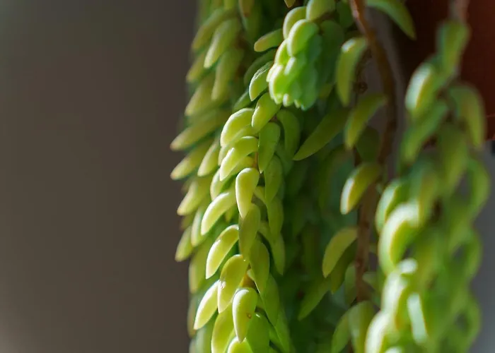 Guestready - A Homely Retreat In Sao Martinho Funchal